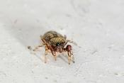 eikenspringspin (ballus chalybaeius=b. depressus) 4-2012 6611